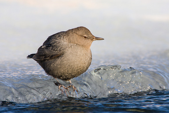 American Dipper 4591