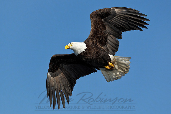 Bald Eagle 110314-6893