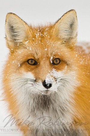 Red Fox 3643