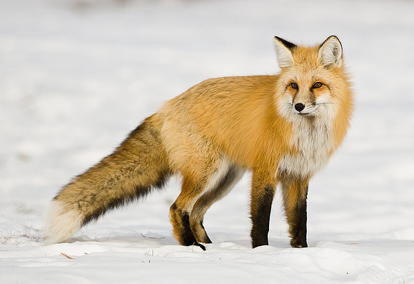 Mountain Fox Vixen