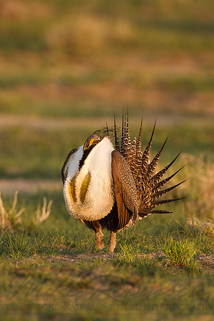 Greater Sage-Grouse 0705028988