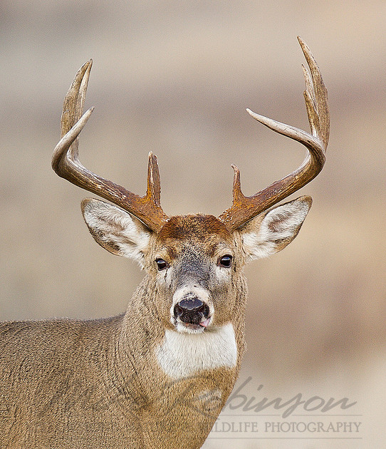 Yoder Images Mike Robinson Yellowstone Nature & Wildlife Photography | White-tail ...