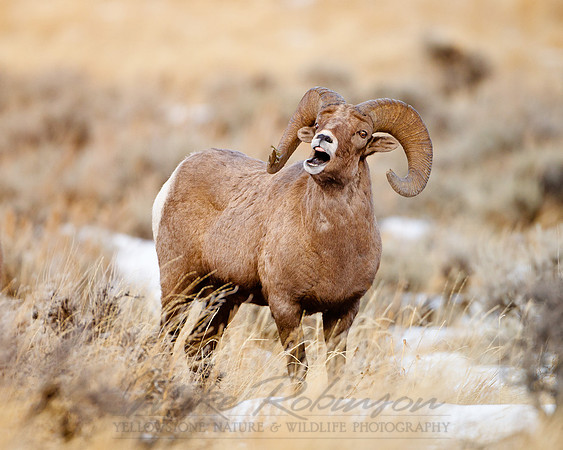 Bighorn Sheep 111220-7291