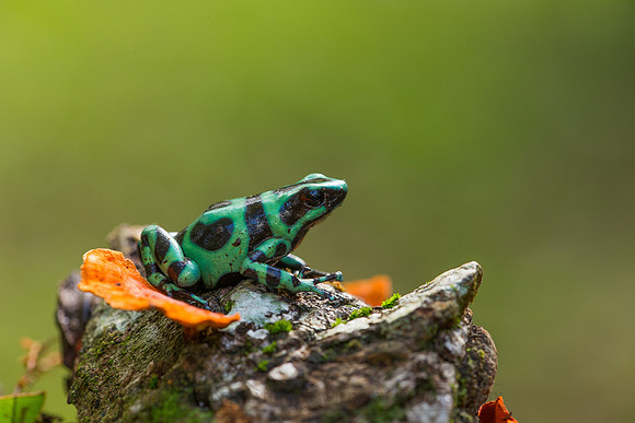 Green and Black Poison Dart Frog 121203-6081