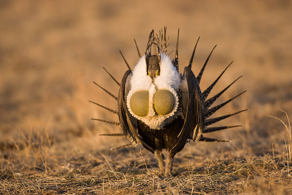 Greater Sage Grouse 7622