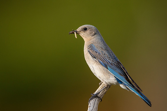 Mountain Bluebird 6513
