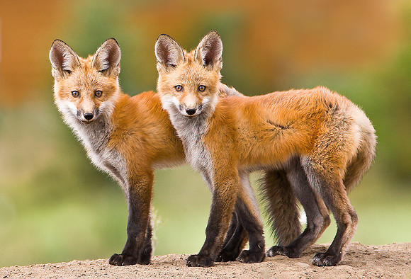 Twins