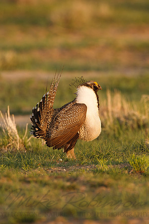 Greater Sage-Grouse 0705028995