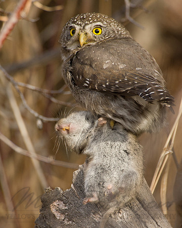 Northern Pygmy-Owl 5092