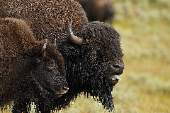 Bison Pair-100809-1378