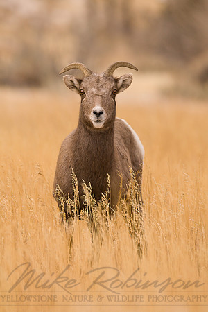 Bighorn Sheep 6409