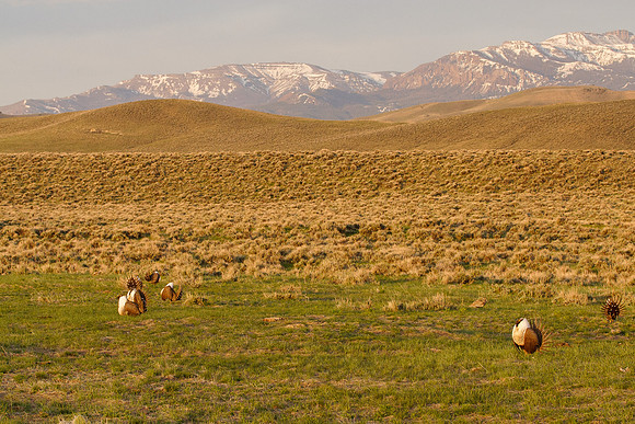 Greater Sage-Grouse 0705028326