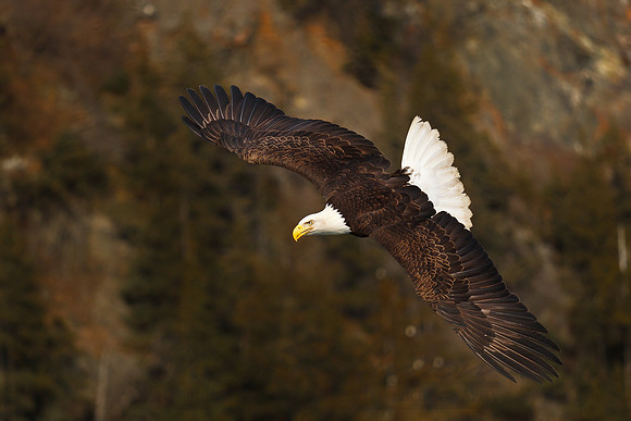 Bald Eagle 110315-0009