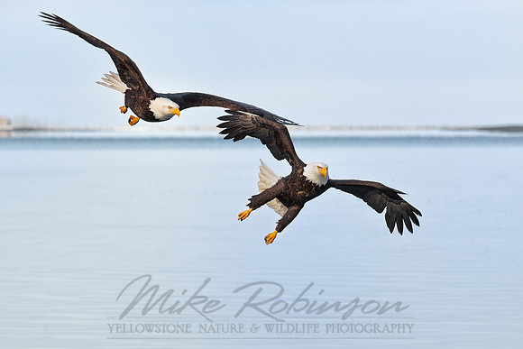 Bald Eagle 110314-6370