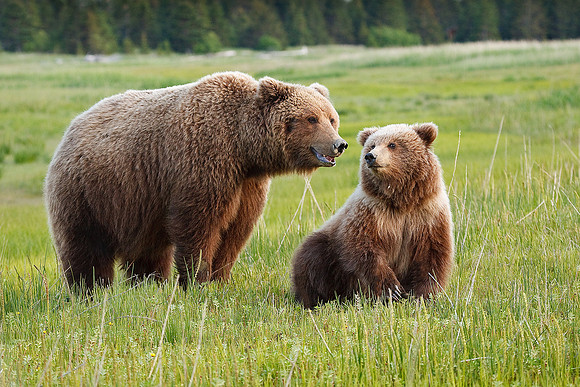 Brown Bears-090618-9882