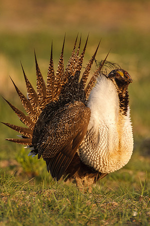 Greater Sage-Grouse 0705029045