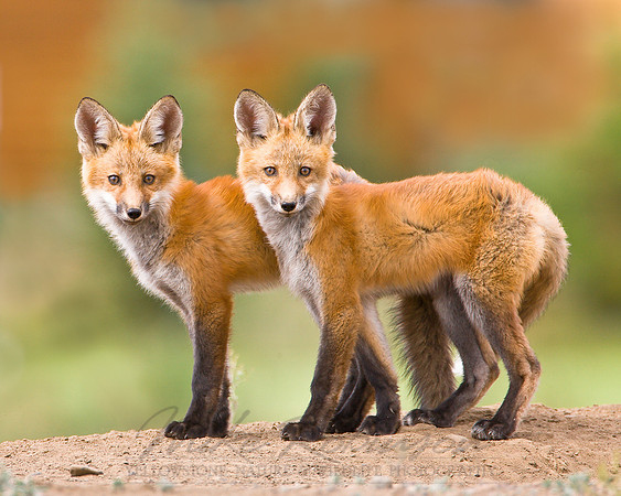 Red Fox 1228