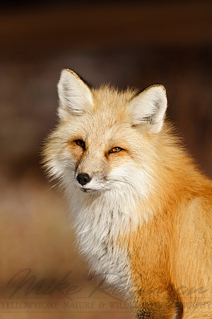 Red Fox 3862