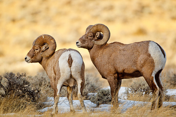 Bighorn Sheep 111220-7305