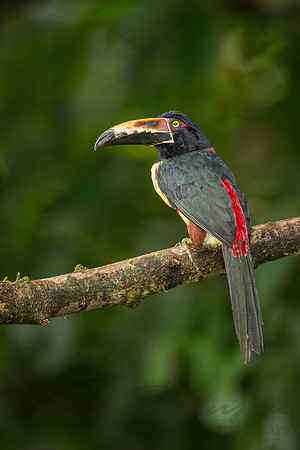 Collared Aracari 5416