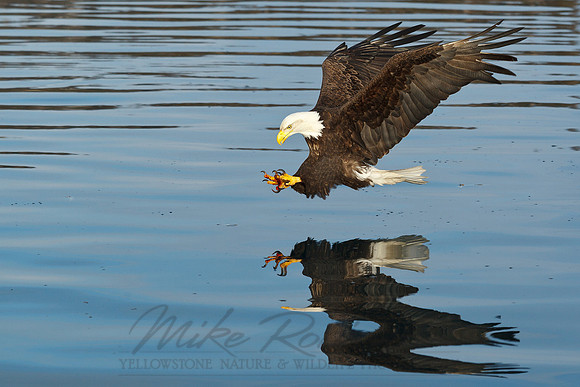 Bald Eagle 110314-6091