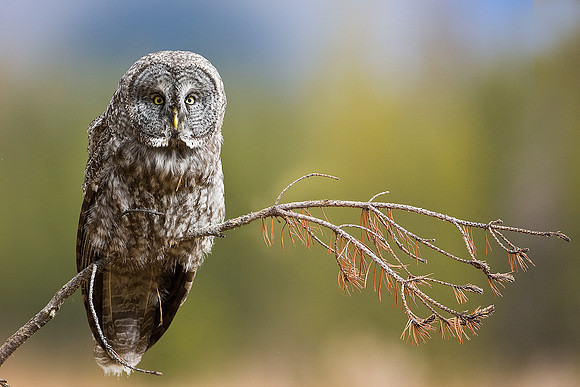 Great Grey Owl 4965
