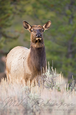 Elk 1188