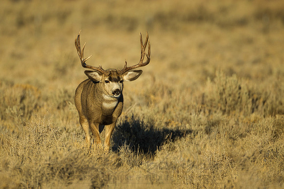 Mule Deer 111201-9189