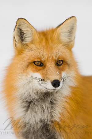 Red Fox 3156