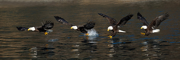 Bald Eagle Panorama 110314-6838