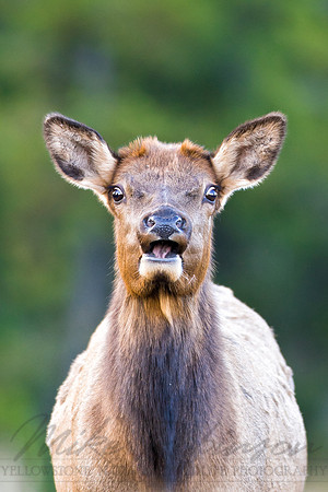 Elk 1292