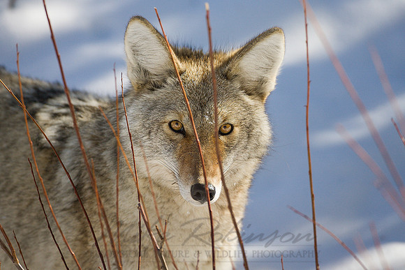 Coyote 4610