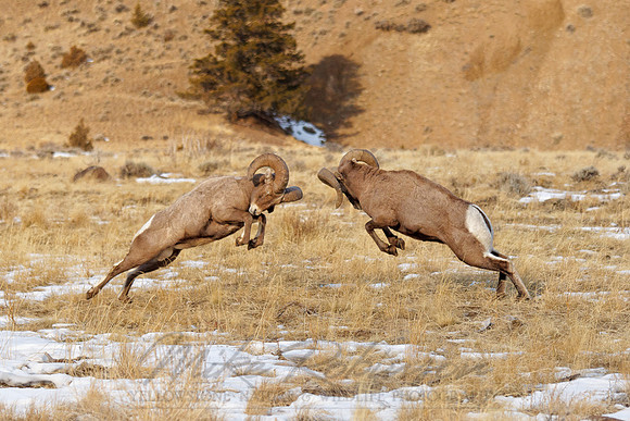 Bighorn Sheep 111220-7198