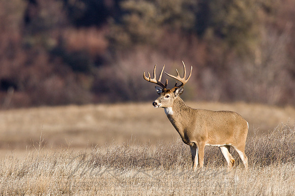 White-tailed Deer 1992