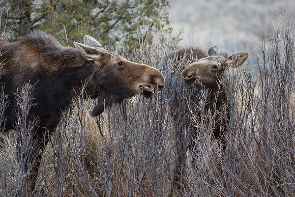 Moose -070413-8600