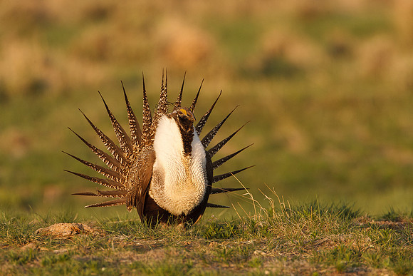 Greater Sage-Grouse 0705029028