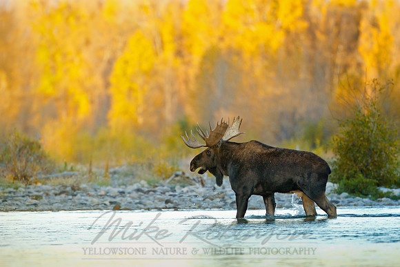 Moose 100928-2455