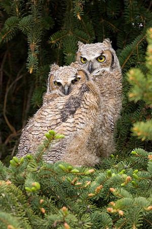 Great Horned Owls 9128
