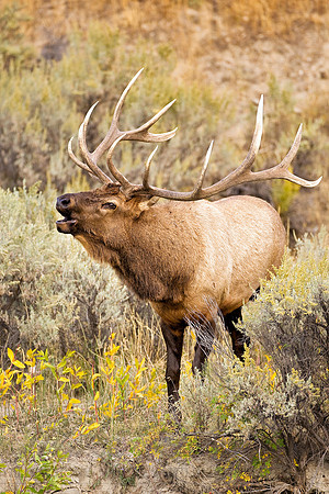 Elk 0457