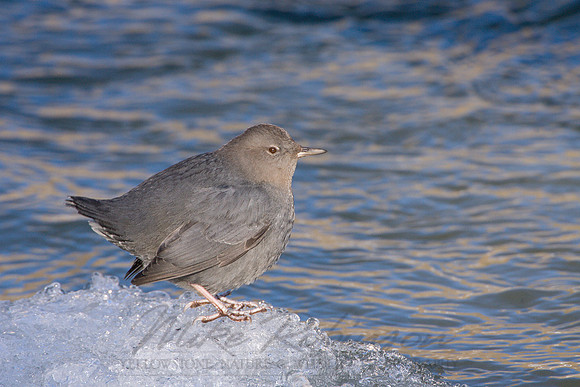 Dippers EOS-1D Mark II N3550