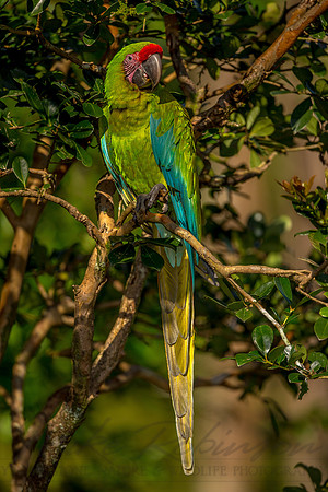Great Green Macaw 121204-6097