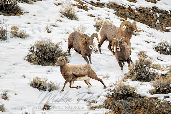 Bighorn Sheep 111220-7419