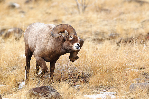 Bighorn Sheep 111220-6892