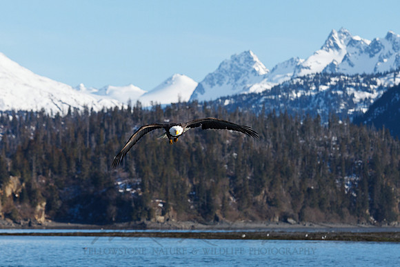 Bald Eagle 110314-6689