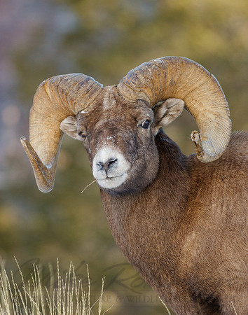 Bighorn Ram Portrait
