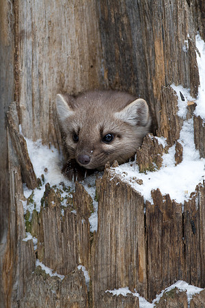 Pine Marten 2935