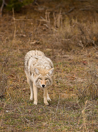 Coyote 5048