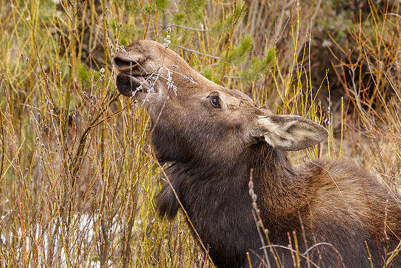 Moose 070415-8206