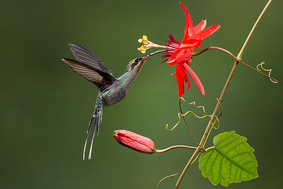 Hummingbird 7217