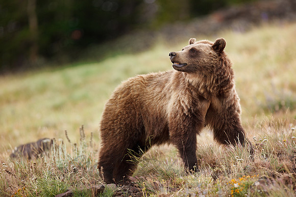 Grizzly Bear 100809-2699